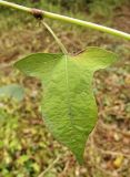 Image of taxon representative. Author is Юрий Семейкин