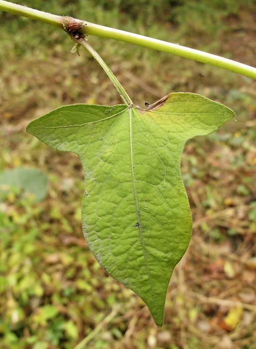 Image of genus Truellum specimen.