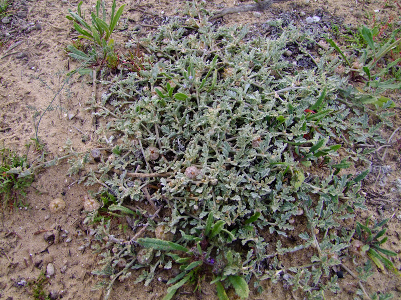 Image of Neurada procumbens specimen.