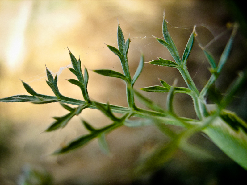 Image of Daucus glaber specimen.