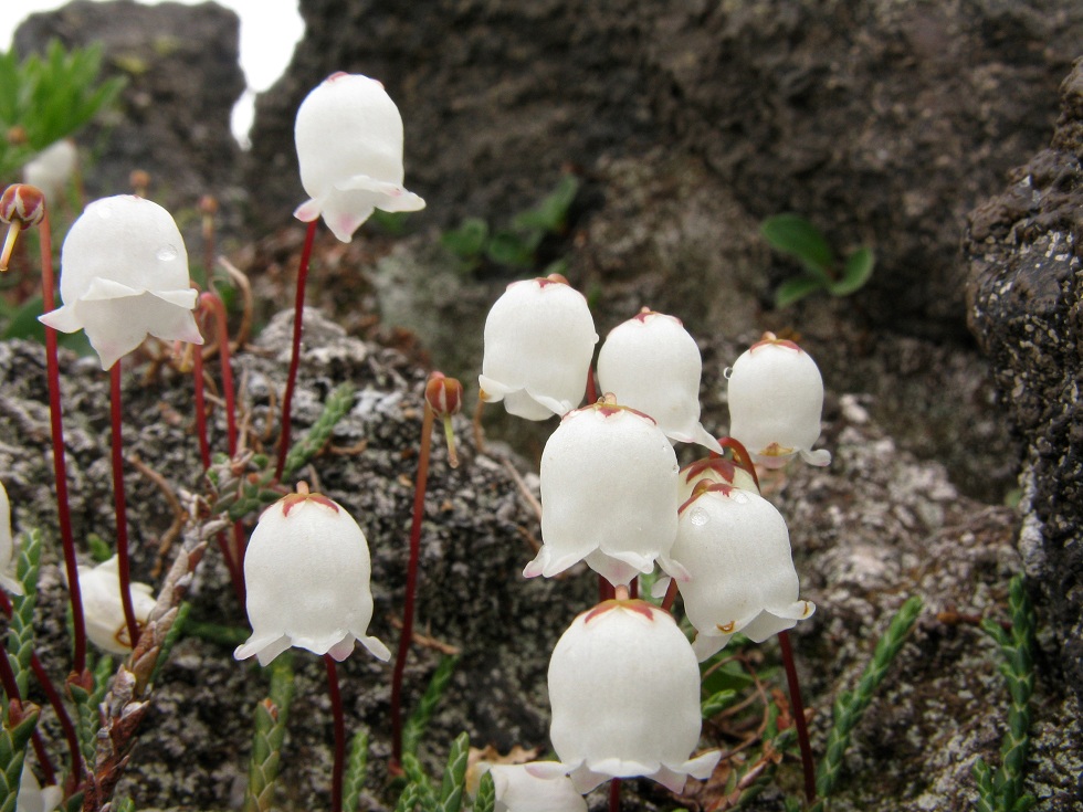 Image of Cassiope lycopodioides specimen.