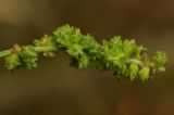 Atriplex patula