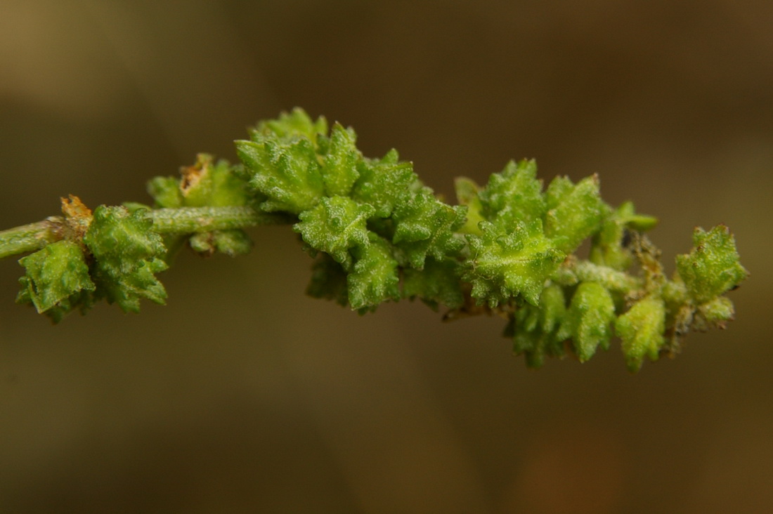 Изображение особи Atriplex patula.