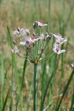 Butomus umbellatus