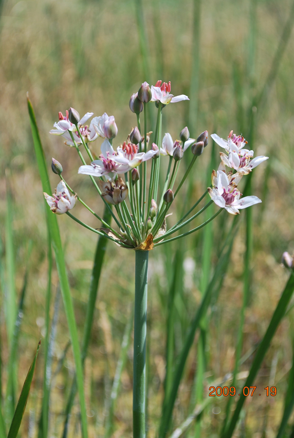 Изображение особи Butomus umbellatus.