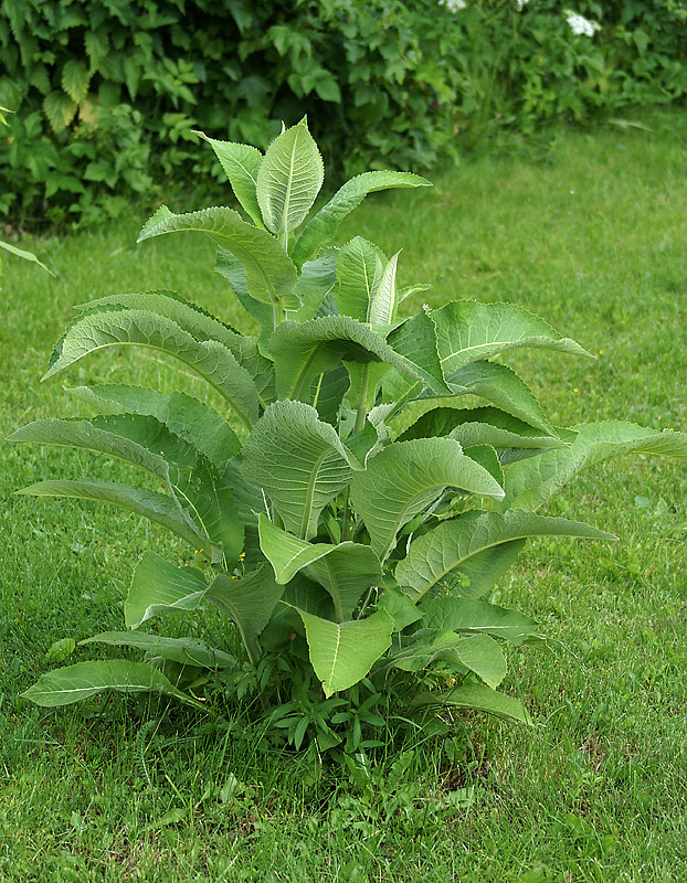 Изображение особи Inula helenium.