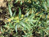 Xanthium spinosum. Верхушки побегов с соплодиями и отцветшими мужскими соцветиями. Астраханская обл., Икрянинский р-н, с. Озерное, ерик Кукшин. 16.08.2011.