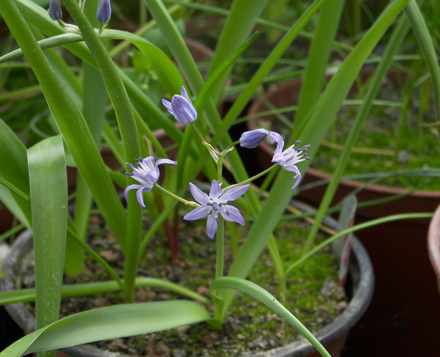 Изображение особи Scilla verna.