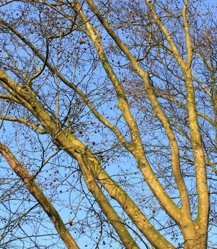 Изображение особи Platanus &times; acerifolia.