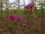 Rhododendron parvifolium. Ветвь с цветками. Сахалин, Северо-Сахалинская равн., р. Вал, заболоченное лиственичное редколесье. 22.06.2011.