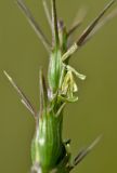 Aegilops peregrina. Верхняя часть соцветия. Израиль, Шарон, г. Герцлия, травостой на песчаной почве. 20.03.2012.