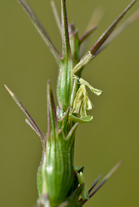 Изображение особи Aegilops peregrina.