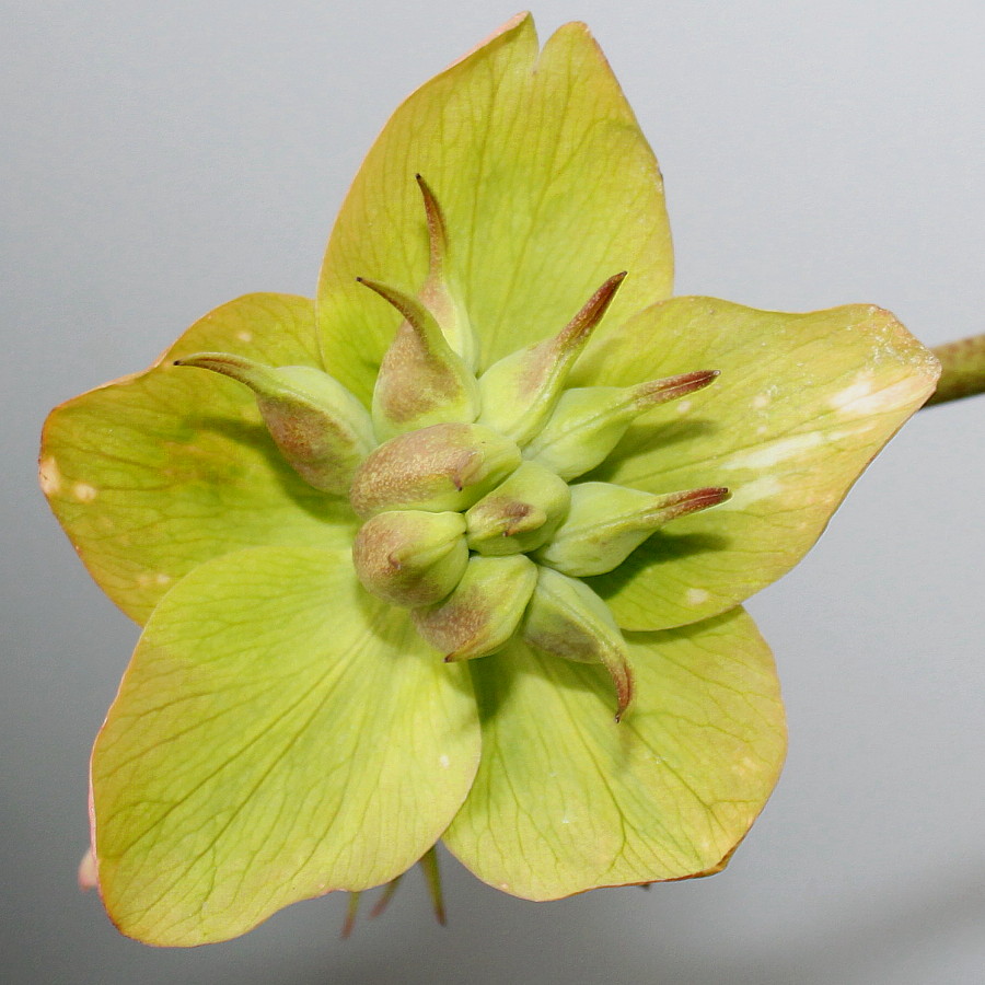 Image of Helleborus niger specimen.