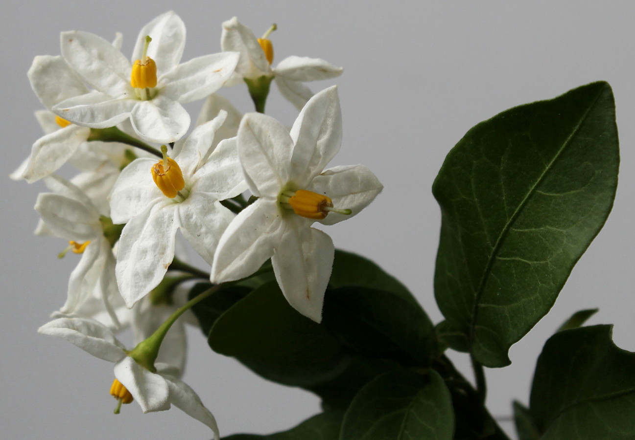 Изображение особи Solanum laxum.