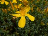 Hypericum olympicum. Цветок. Южный берег Крыма, Никитский ботанический сад. 22 мая 2012 г.