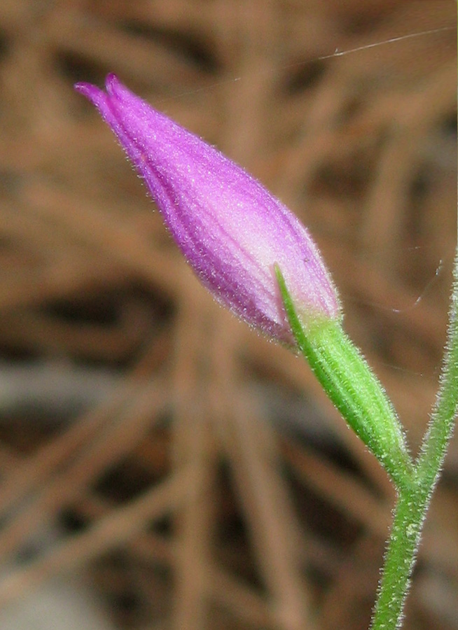 Изображение особи Cephalanthera rubra.