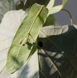Tilia tomentosa. Развивающееся соцветие. Германия, г. Кемпен, в парке. 02.06.2012.