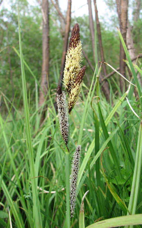 Изображение особи Carex acutiformis.