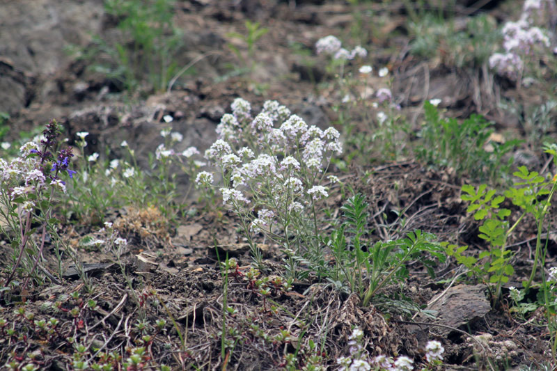 Image of Stevenia incarnata specimen.