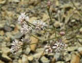 Asperula tenella. Соцветие Asperula stevenii V. Krecz. Черноморское побережье Кавказа, щель Прасковеевская, обочина дороги в ущелье. 09.06.2012.