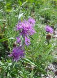 Centaurea jacea. Верхушки побегов с соцветиями. Крым, окр. г. Ялта, хр. Иограф, сосновый лес. 23 июня 2012 г.