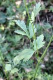 Pimpinella peregrina