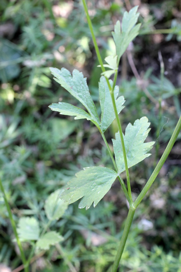 Изображение особи Pimpinella peregrina.