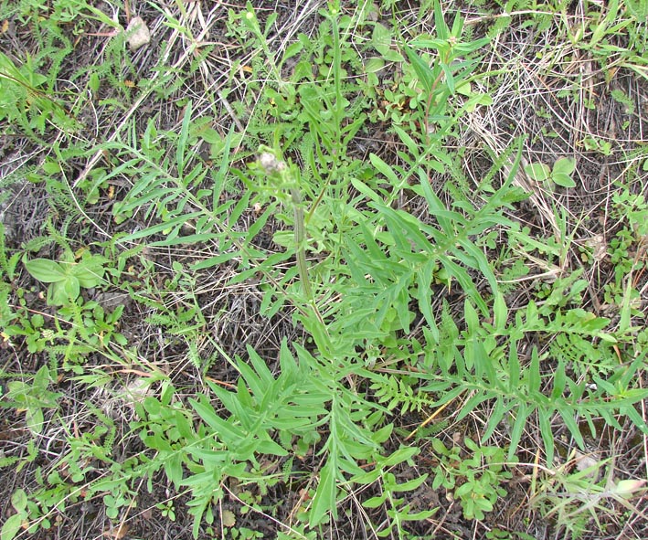 Image of Centaurea scabiosa specimen.