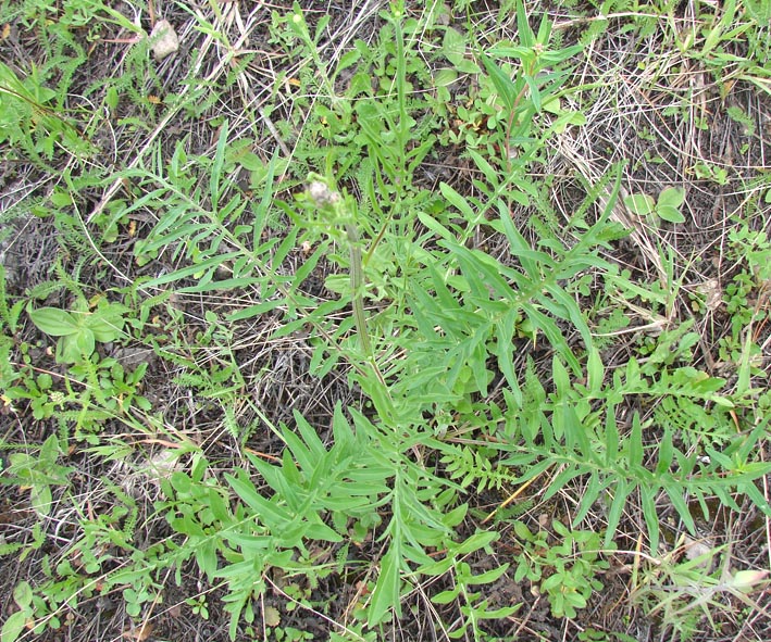 Изображение особи Centaurea scabiosa.