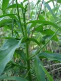 Tripolium pannonicum