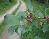 Salix starkeana. Верхушка ветви с соплодиями; видны листья с обратной стороны. Архангельская обл., Вельский р-н, вблизи лесной дороги. 08.08.2012.