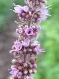 Mentha longifolia