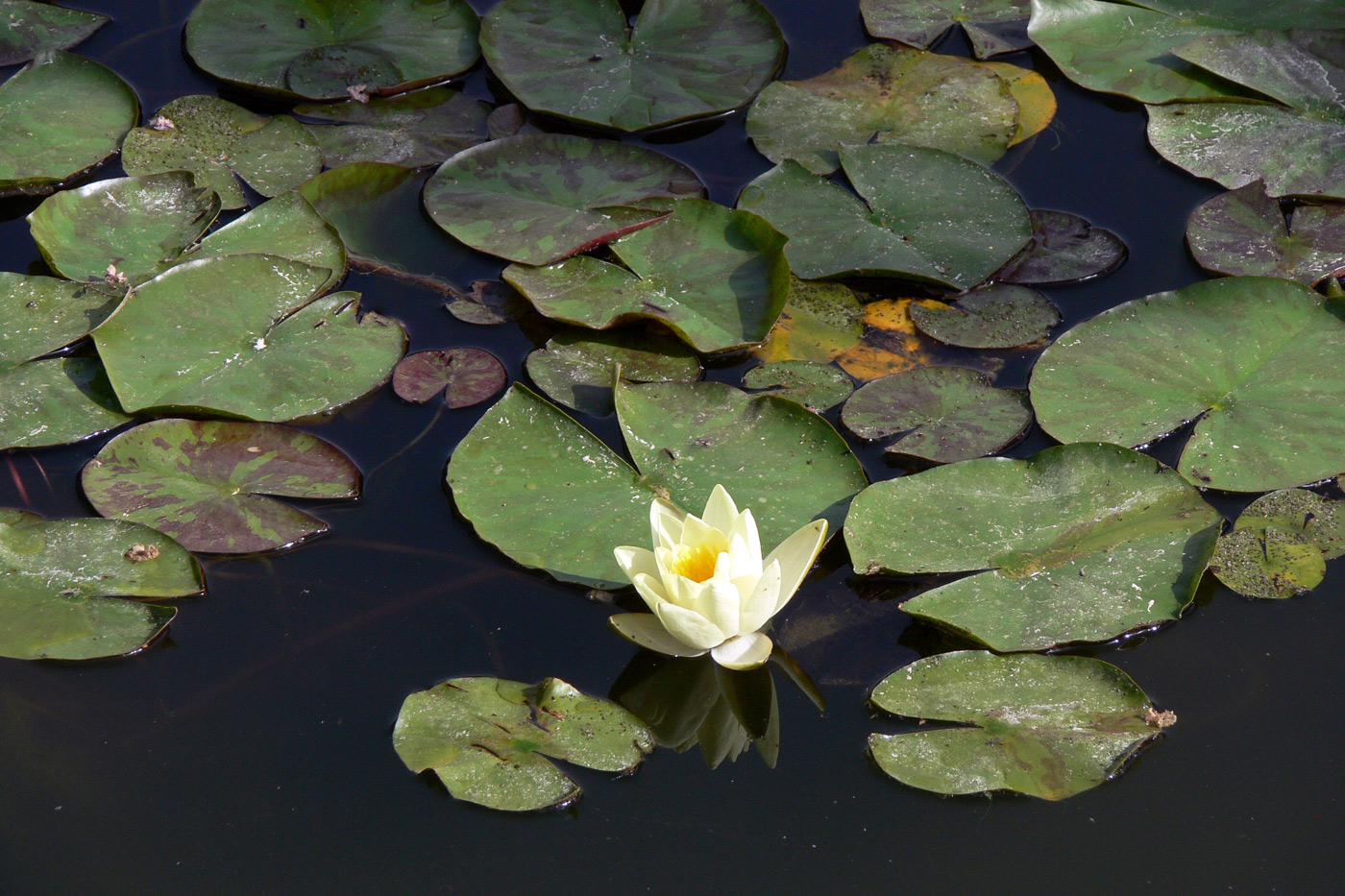 Image of Nymphaea odorata specimen.