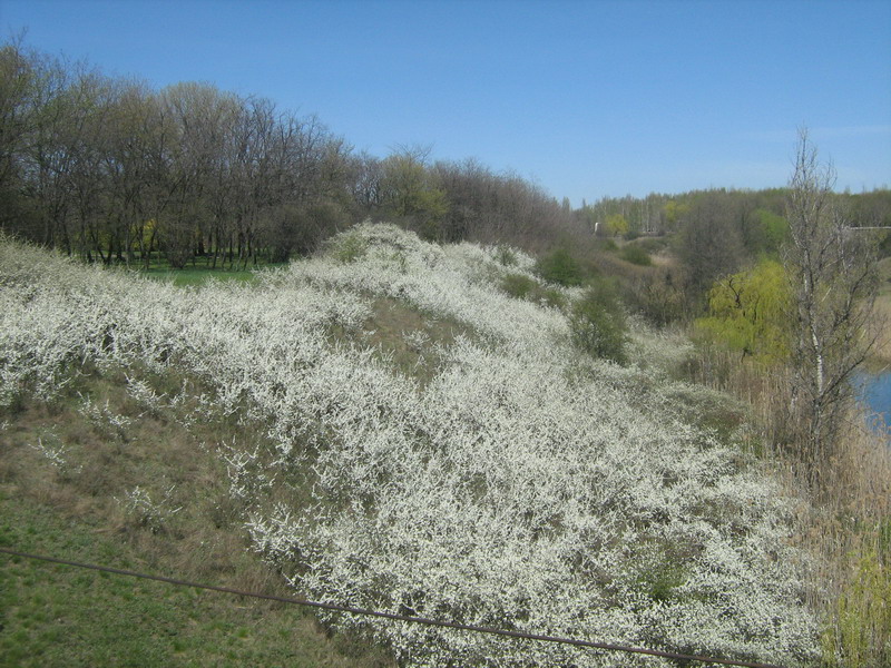 Изображение особи Prunus stepposa.