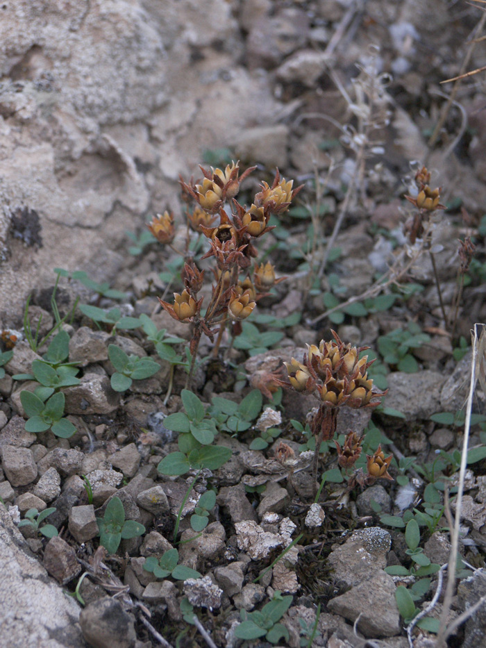 Image of Androsace maxima specimen.