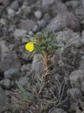 Ajuga glabra