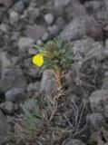 Ajuga glabra