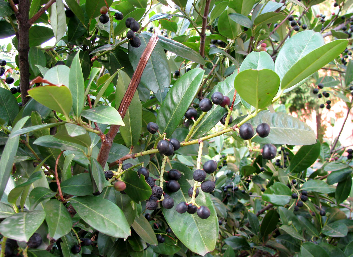 Image of Lauro-cerasus officinalis specimen.