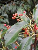 Photinia serratifolia. Верхушка ветви с плодами. Южный Берег Крыма, Никитский ботанический сад. 7 ноября 2012 г.