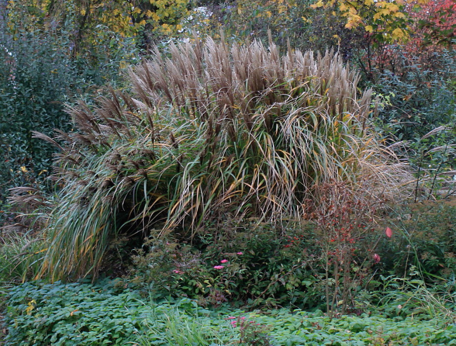 Изображение особи Miscanthus sinensis.