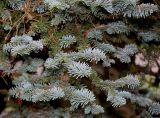 Abies form glauca