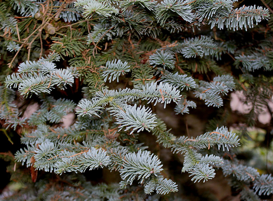 Изображение особи Abies procera f. glauca.