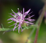 род Centaurea. Соцветие. Краснодарский край, окр. Новороссийска, обочина дороги в урочище \"Дюрсо\" недалеко от Абрау-Дюрсо. 26.07.2005.