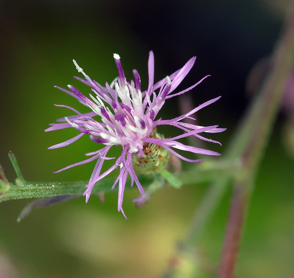 Image of genus Centaurea specimen.