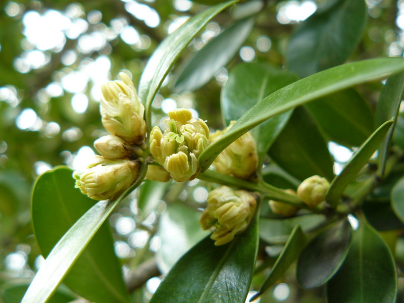 Image of Buxus balearica specimen.