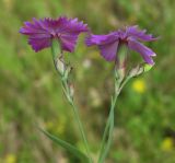 Dianthus fischeri