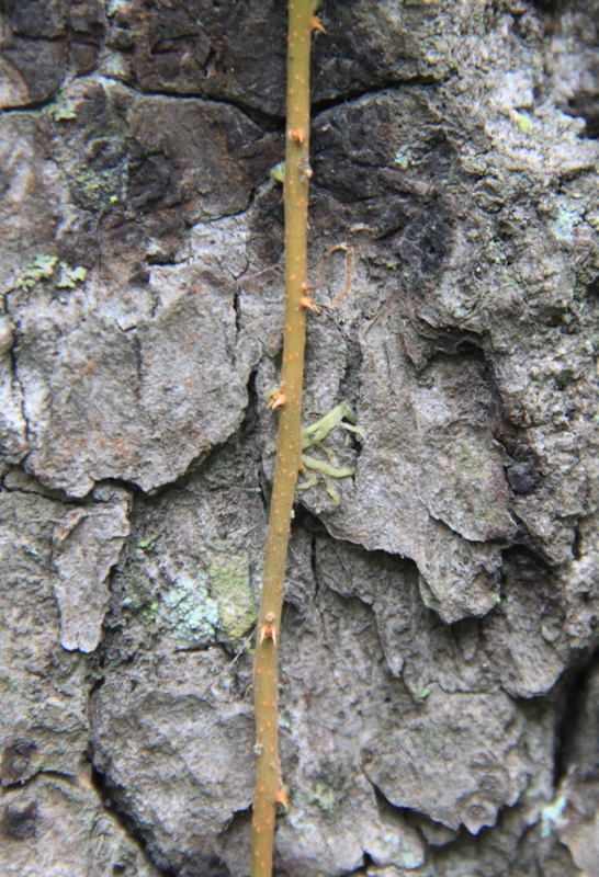 Изображение особи Celastrus flagellaris.