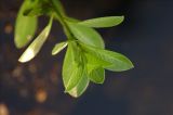 Ludwigia adscendens