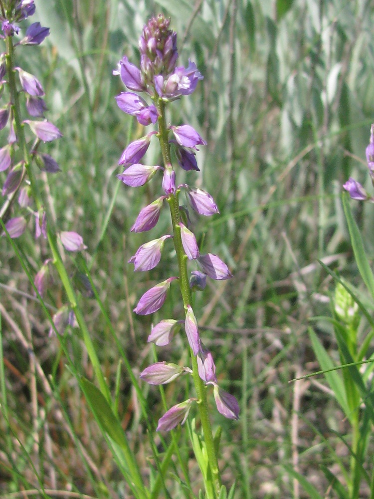 Изображение особи Polygala comosa.