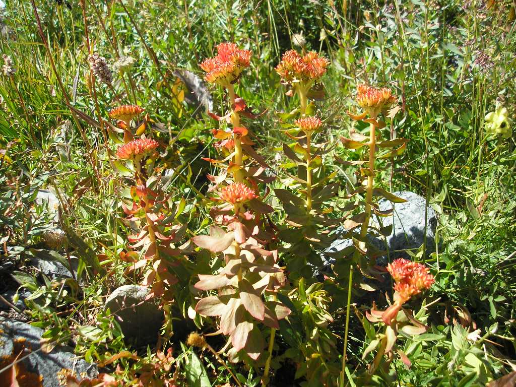 Image of Rhodiola rosea specimen.